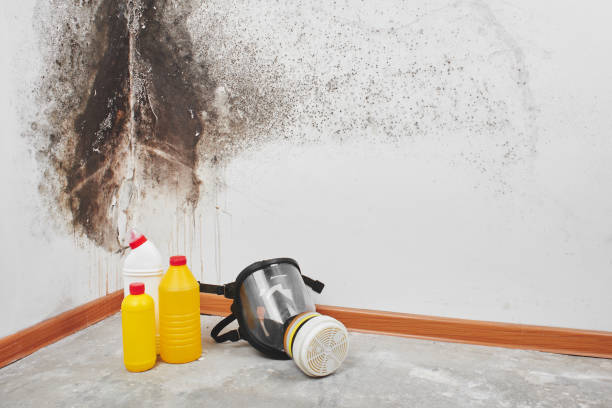 Mold Removal and Inspection in Trophy Clu, TX