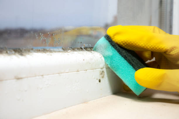 Best Local Mold Removal Service  in Trophy Clu, TX