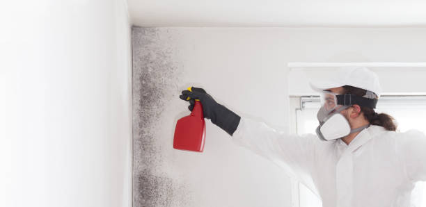 Best Commercial Mold Removal  in Trophy Clu, TX