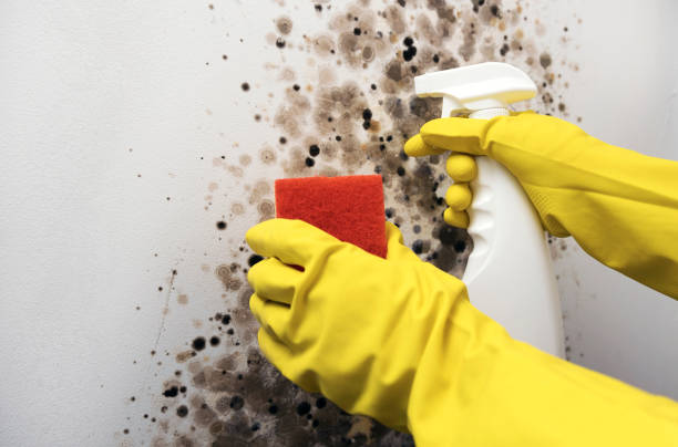Best Emergency Mold Removal  in Trophy Clu, TX