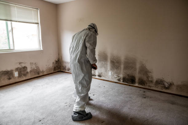 Best Certified Mold Removal  in Trophy Clu, TX