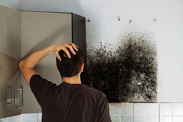 Best Mold Removal Near Me  in Trophy Clu, TX