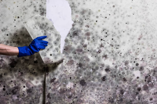 Best Same-Day Mold Removal  in Trophy Clu, TX
