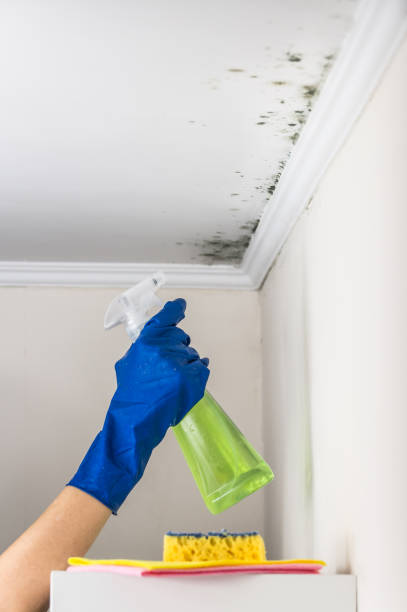 Best Mold Damage Repair  in Trophy Clu, TX