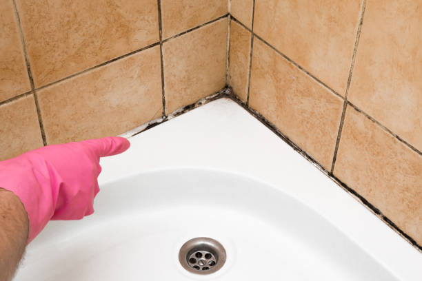 Best Toxic Mold Removal  in Trophy Clu, TX